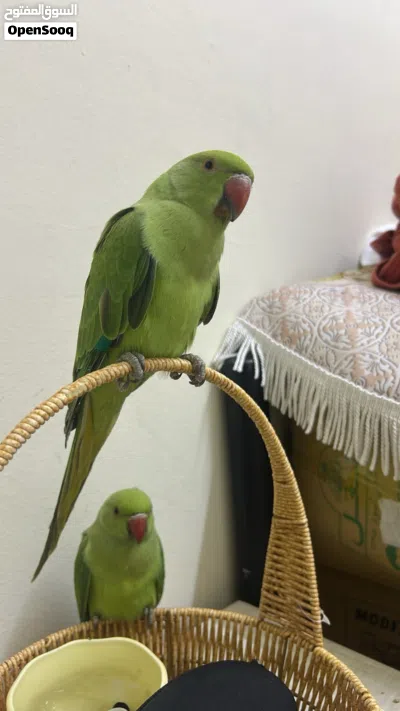 both of them are tame friendly nice 3