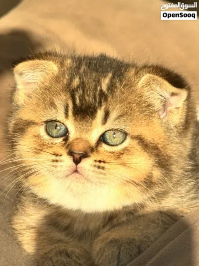Exotic scotch fold kitten سكوتش فولد انثى مميز 2