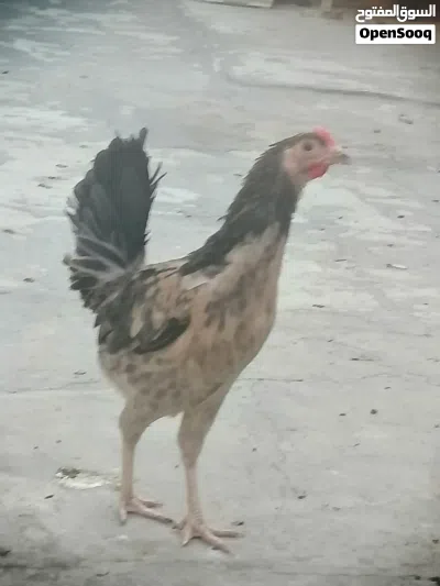 متوفر دجاج كويتي اصلي خط اول كحالي سيافي 3