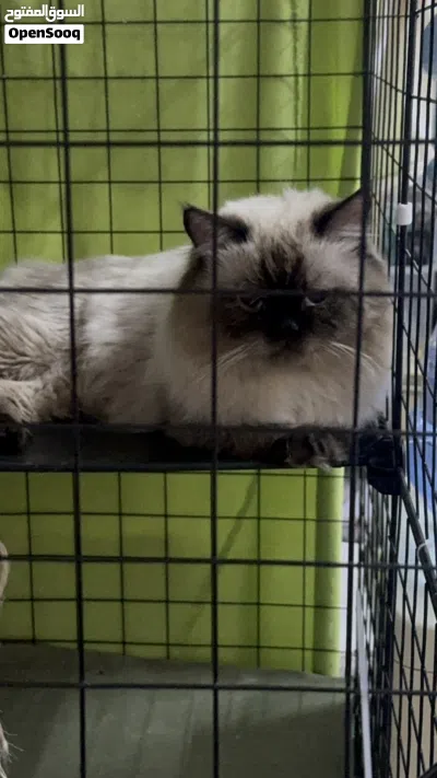 Persian and Himalayan male cat 4
