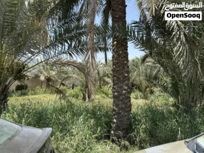 صحار الهمبار 3