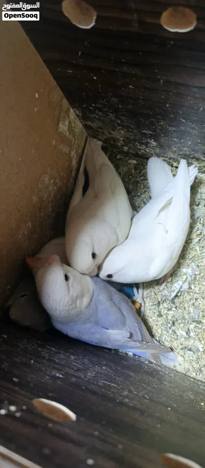 جوزين روز تحتهم فراخ 2