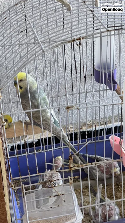 كوبية للبيع تحتها فروخ وحاليا قريب دحي 2