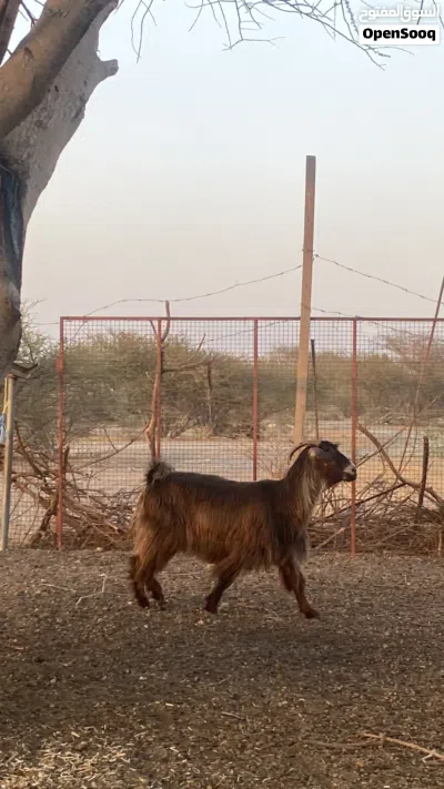 للبيع شاه شوف الوصف 2