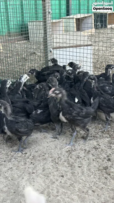 فروخ عقارب عمر شهر و نص الى شهرين 3