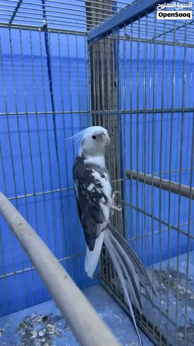 ذكو وايت فيس حار جاهز للانتاج 3