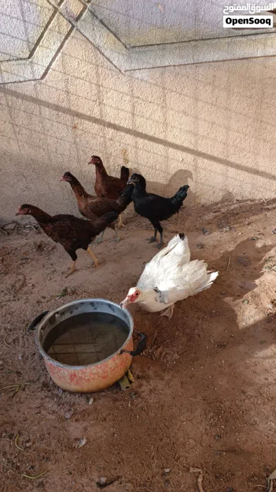 سلام عليكم جداج للبيع وسعر مناسب اقره الوصف 3