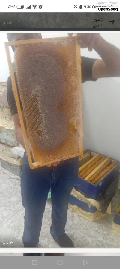 عسل حمضيات مكفول وشوكيات 2