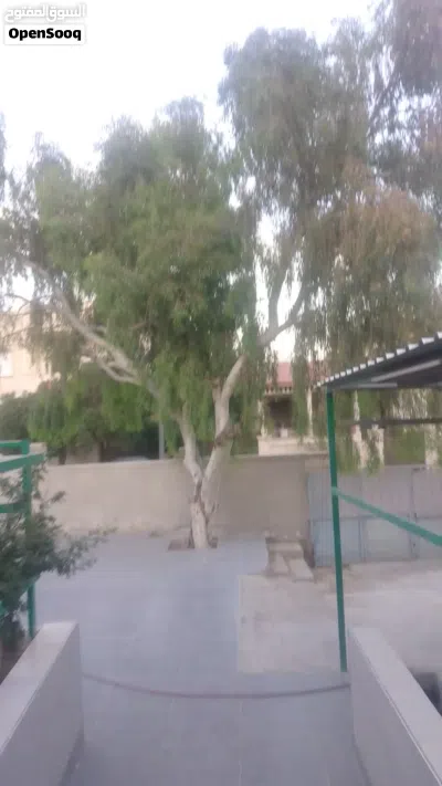 شجرة كينا للبيع 2