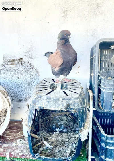حمام للبيع اقرى الوصف 3