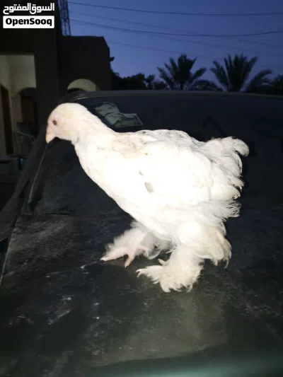 دجاج براهمي 3