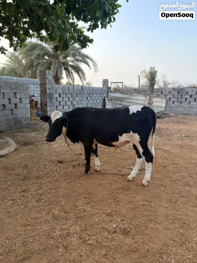 عجل باكستاني 2