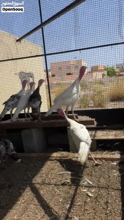 طيور للبيع 3