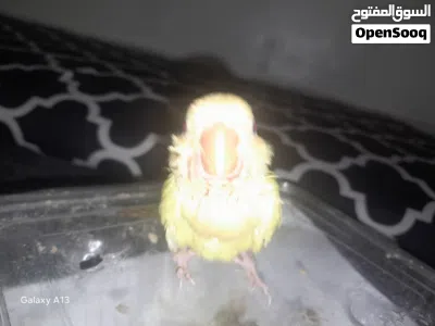 عصفور البركدلو ترويض اورنج عين حمرا ربي يبارك 4