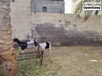 شاه وبنتها للبيع اقرا الوصف تحت لا يفوتك 3