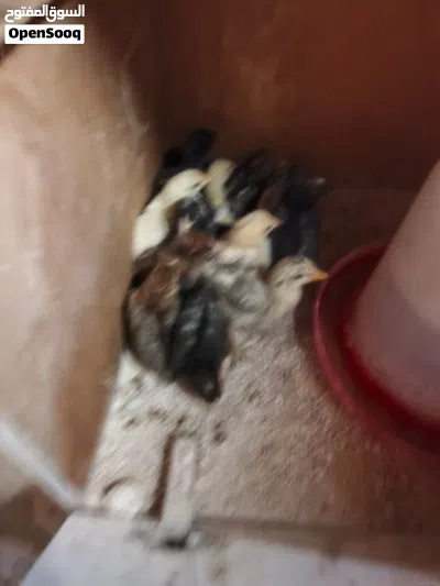 صيصان بلدي 3