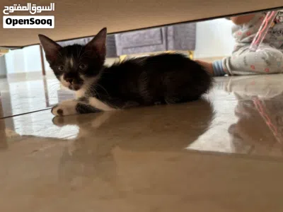 قطط مهجنه للبيع عمر شهرين 4