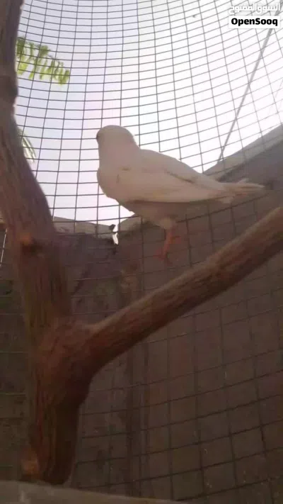 فرخ عصفور روز ابيض 3