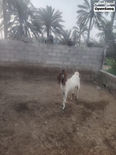 اسخله باكستانيه بكر 2