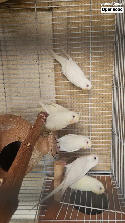 طيور الحب بادجي 3