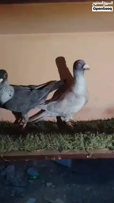 متااح جوز جلوف قراقطه 2