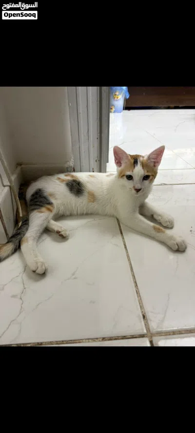 urgent free adoption for kittens 3