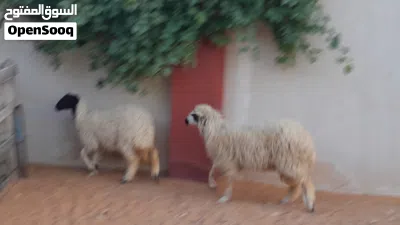2فطايم وطنيات خوات توميات ربي يبارك عمرهم ف8شهور سليمات من العيوب والامراض 2