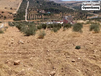 ارض للبيع في بيرين من المالك مباشره ذات اطلاله خلابه مرتفعه مزروعه اشجار زيتون تصلح لمشروع استثماري 2