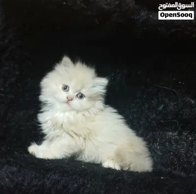 2بنات وولد 2