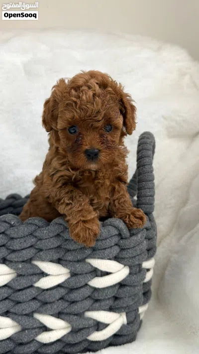 Toy Poodle 3