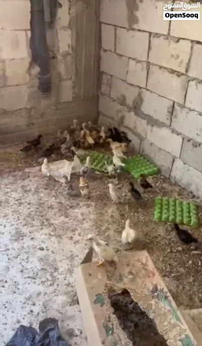 السلام عليكم افراخ بلدي وبناديق باكستاني 2