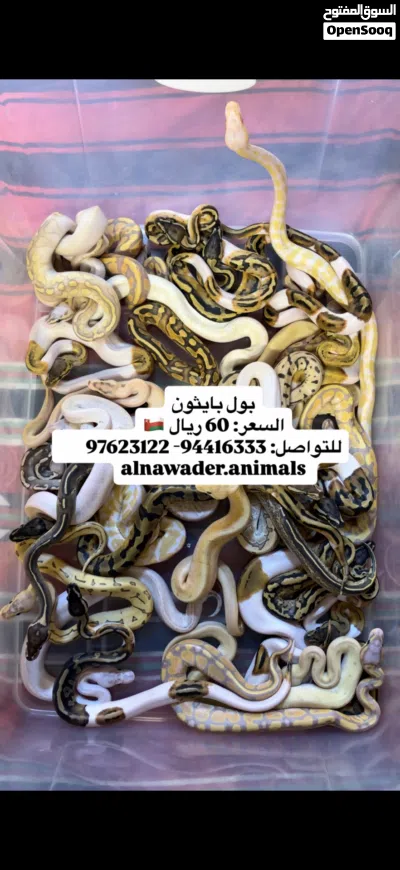 افاعي بول بايثون-كنج سنيك 4
