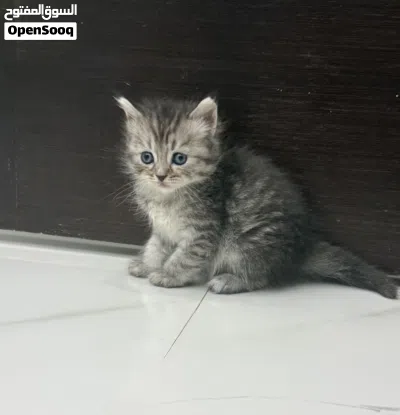 قطط شيرازي 2