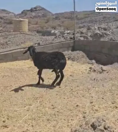 للبيع جاعدة هندي ع سوداني 3