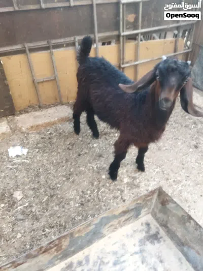 سخله للبيع 4