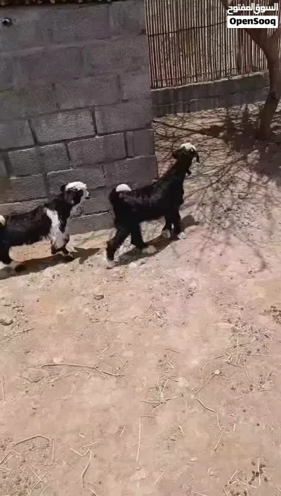 للبيع تيوس من حلال بني سعيد 3