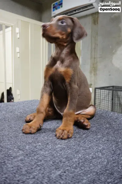 European Doberman puppies جراوي دوبرمان اوروبي 3