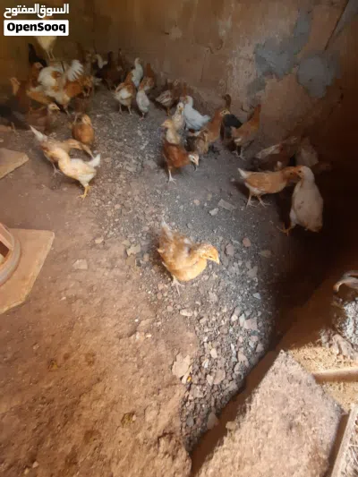 صوص لوهمن وبلدي 2