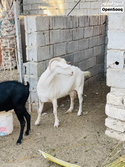 زوز ماعز للبيع حليب ماعيز ربي يبارك 2