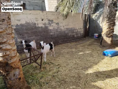 شاه وبنتها للبيع اقرا الوصف تحت لا يفوتك 4