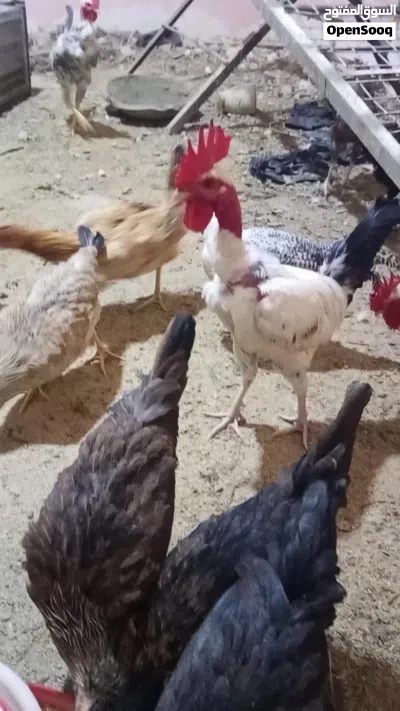 عرب للبيع نظيف ومال بيت 4