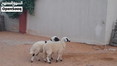 2فطايم وطنيات خوات توميات مشالله ناشطات وسليمات عمرهم ف 5شهور .. 3