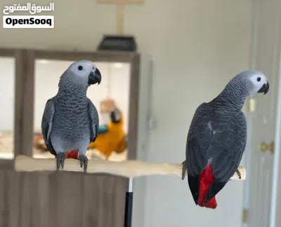 Talking African Grey Parrots 2