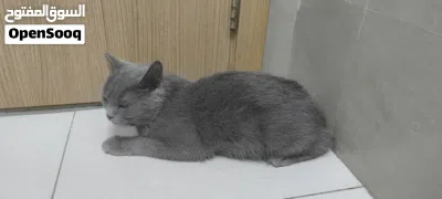British Cat 3