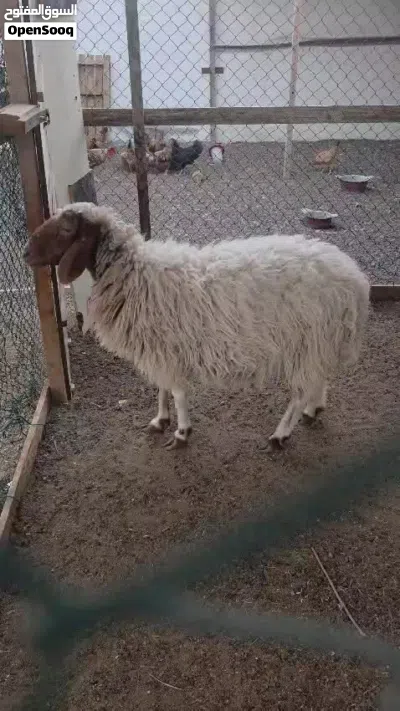 للبيع غنم نعيمي 3