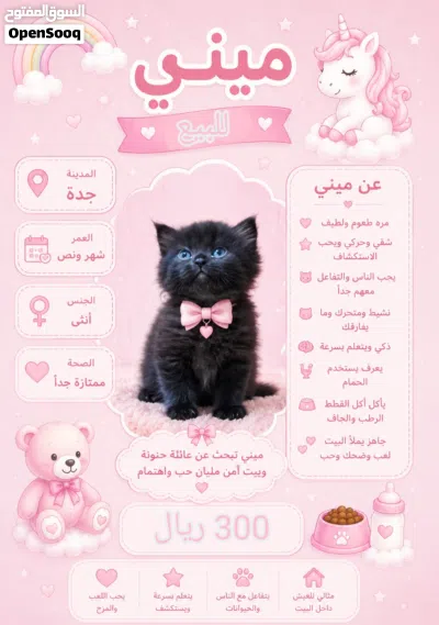 كيتن انثي اسكوتش فولد 4