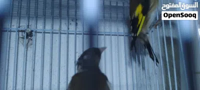 حمام وقرديل للبيع 2