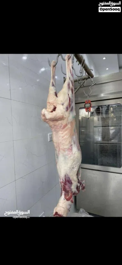 اعلااان بيع ملحمه بكامل مستلزماتها وادواتها مع السجل التجاري //Butcher shop for sale 3