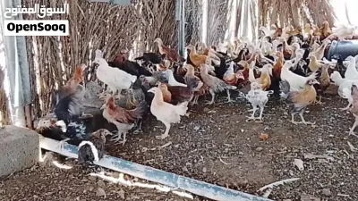 دجاج عماني للبيع 4