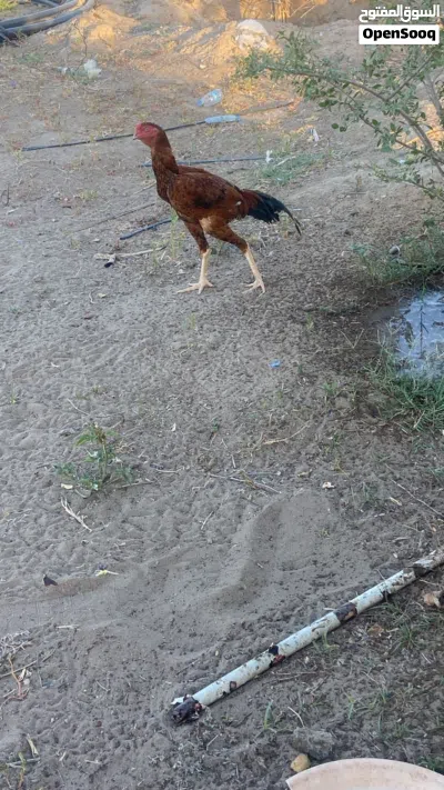 ديك بكستاني اصلي 2